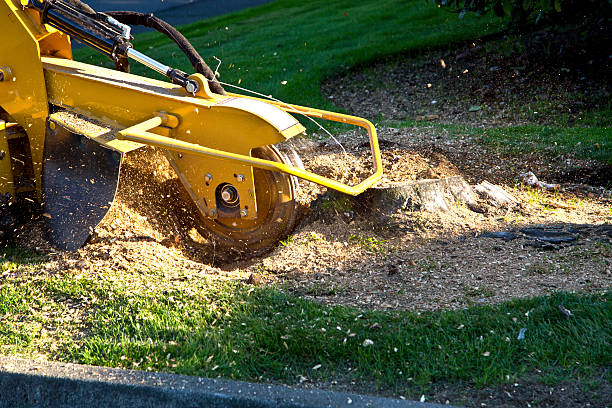 The Steps Involved in Our Tree Care Process in Locust Grove, OK